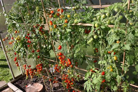 Wie Produktive Tomatenpflanzen Haben